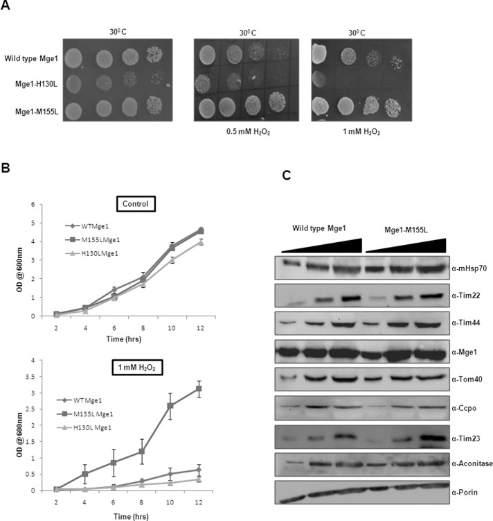 FIGURE 4: