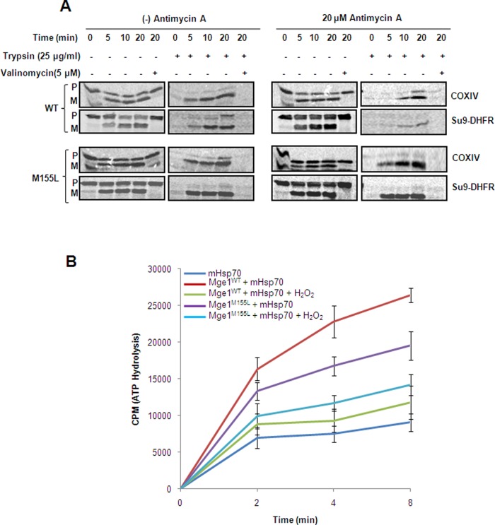 FIGURE 6: