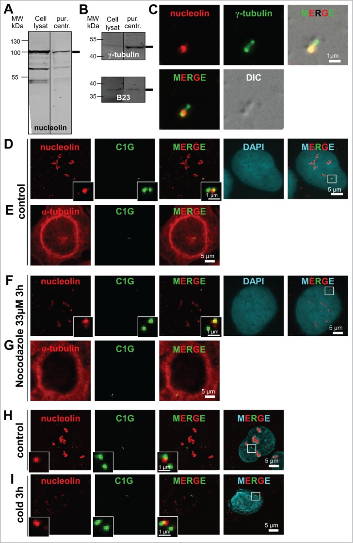 Figure 2 (See previous page).