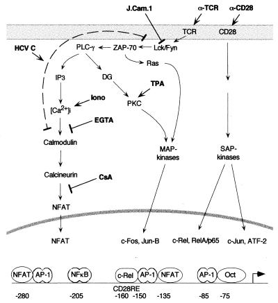 FIG. 8