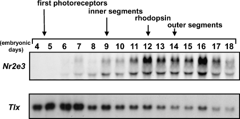 Fig. 3