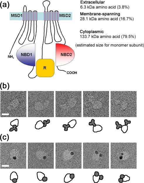 FIGURE 9.