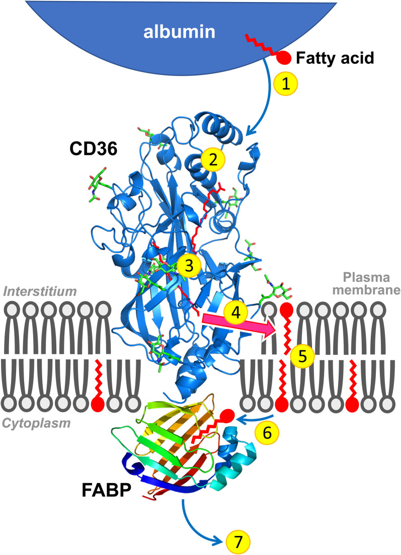 Fig. 1.