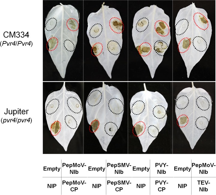 Fig 4