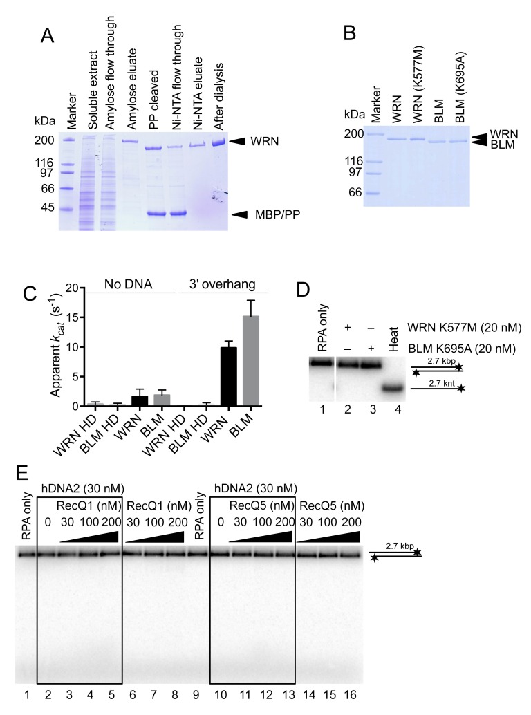 Figure 6—figure supplement 1.