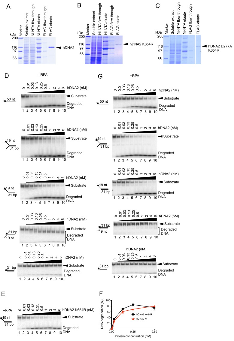 Figure 1—figure supplement 1.