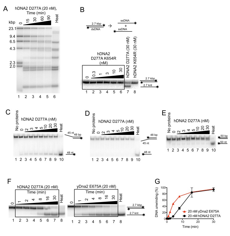 Figure 3—figure supplement 1.