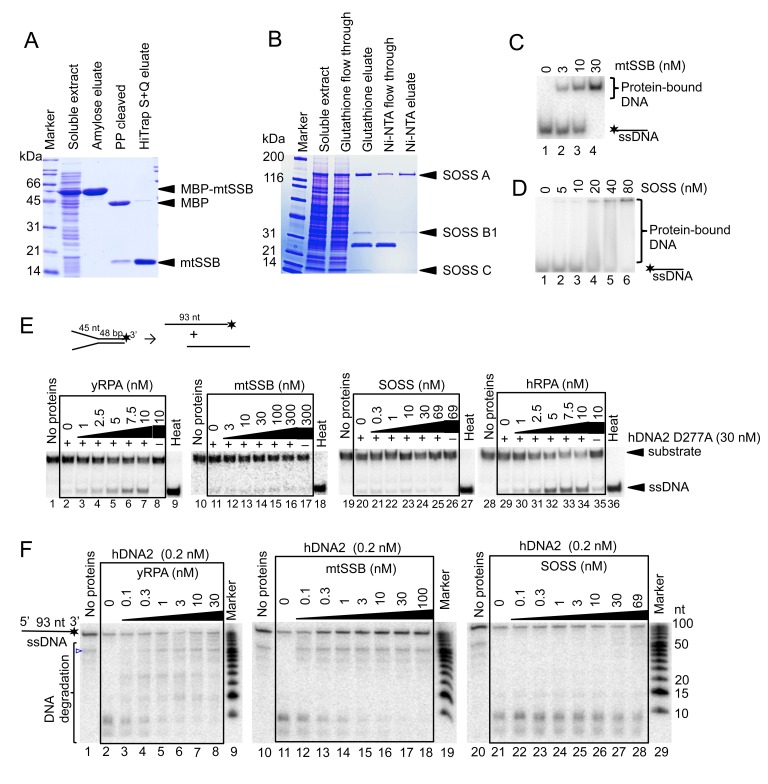 Figure 5—figure supplement 1.