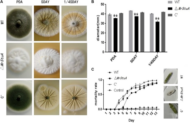 FIGURE 4