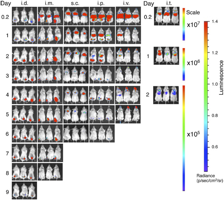 Fig. 7