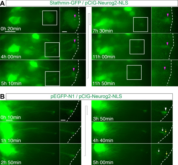 Figure 5—figure supplement 3.