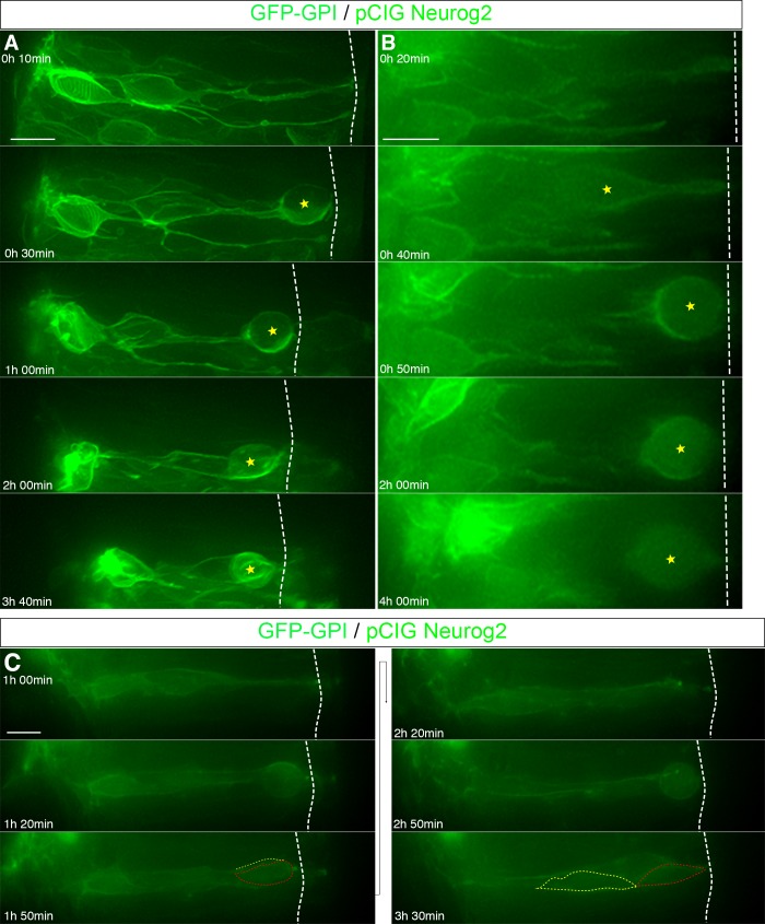 Figure 5—figure supplement 1.