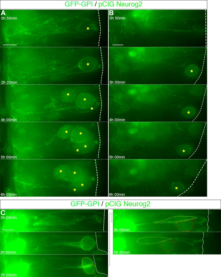 Figure 5—figure supplement 2.