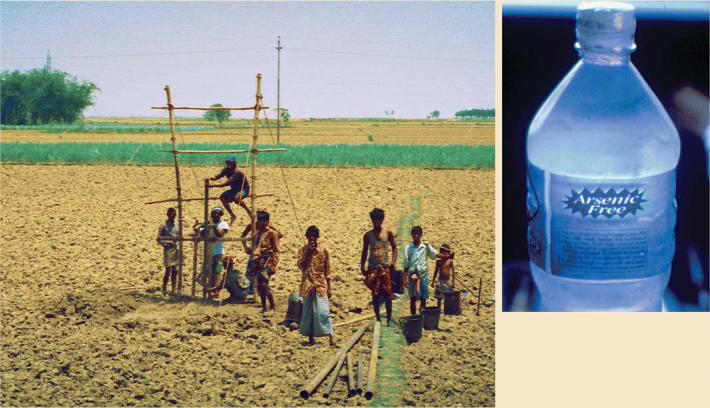 Good intentions gone awry. Villagers drill a tubewell in Bangladesh (left). Encouraged as a solution to pathogenic contamination of surface waters, such wells have resulted in exposure of millions to arsenic, leading to the need for alternative water sources (above).