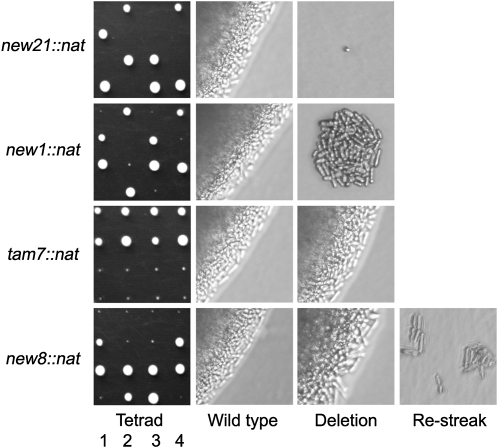 Figure 2.—