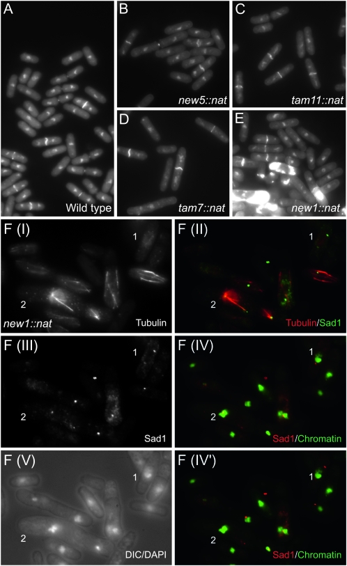 Figure 4.—