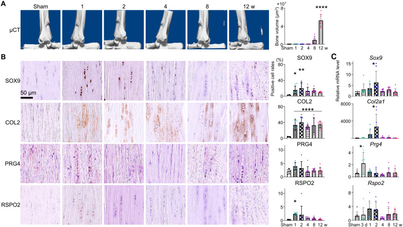 RSPO2 defines a distinct undifferentiated progenitor in the tendon ...