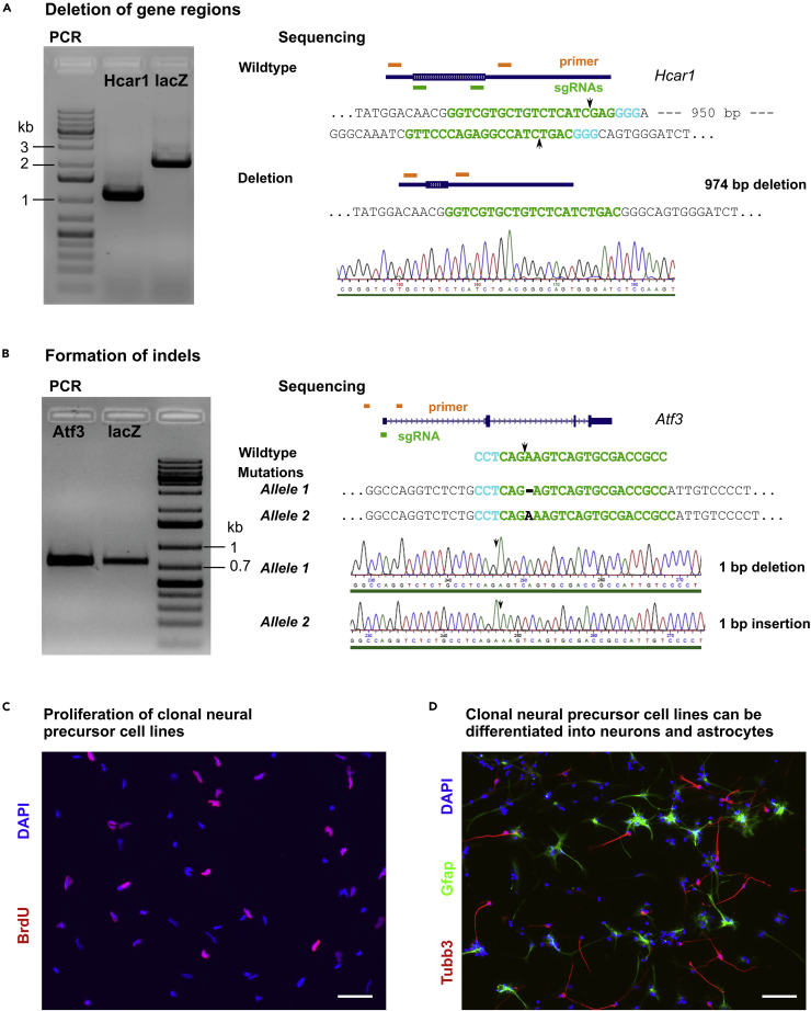 Figure 3