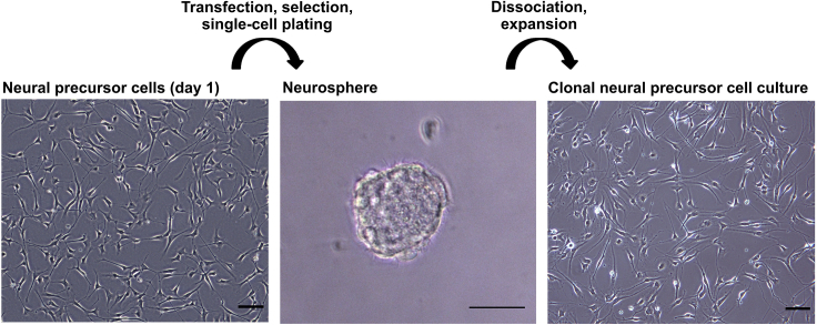 Figure 2