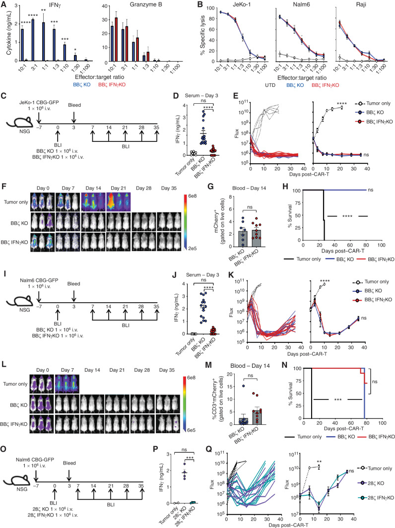 Figure 3. IFNγKO CAR T-cell clear lymphoma and leukemia tumors in vitro and in vivo. a, BBζ KO/IFNγKO CAR T cells were combined with Nalm6 tumor cells overnight at various effector:target ratios, and IFNγ and Granzyme B production was determined by ELISA; n = 5. b, Luciferase-based specific lysis of JeKo-1, Nalm6, and Raji tumor cells by BBζ KO/IFNγKO CAR T cells, n = 5. C–H, NSG mice were intravenously injected with JeKo-1 tumor cells and treated with BBζ KO or IFNγKO CAR T cells as shown in C. IFNγ expression in serum collected from mice 3 days posttreatment with BBζ CAR T cells (D). Tumor growth was tracked by bioluminescent imaging (BLI; E and F), CAR T-cell persistence in the blood was determined on day 14 post–CAR injection (G), and overall survival was monitored throughout (H). I–N, Experiments described in C–H were repeated using the Nalm6 tumor model. O–Q, NSG mice were intravenously injected with Nalm6 tumor cells and treated with 28ζ KO or IFNγKO CAR T cells (O). Mice were assessed for IFNγ in the serum (P) and measured weekly using bioluminescence (Q). For BBζ experiments, n = 3–5 mice/group; repeated with 3 healthy donors. For 28ζ experiment, n = 5 mice/group; repeated with 2 healthy donors. Data are shown as mean ± SEM with P values by one-way ANOVA or log-rank (Mantel–Cox test) for Kaplan–Meier curves. *, P < 0.05; **, P < 0.01; ***, P < 0.001; ****, P < 0.0001; ns, not significant.