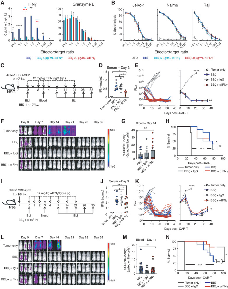 Figure 2. IFNγ blockade does not diminish CAR T-cell efficacy in vitro or in vivo. a, BBζ CAR T cells were combined with Nalm6 tumor cells overnight at various effector:target ratios in αIFNγ-blocking antibody (0, 5, 20 μg/mL), and IFNγ and Granzyme B production was determined by ELISA; n = 5. b, Luciferase-based specific lysis of JeKo-1, Nalm6, and Raji tumor cells by BBζ CAR-T with αIFNγ-blocking antibodies; n = 5. C–H, NSG mice were intravenously injected with JeKo-1 tumor cells and treated with BBζ CAR T cells ± αIFNγ or IgG control antibodies as shown in C. IFNγ expression in serum collected from mice 3 days posttreatment with BBζ CAR ± antibodies (D). Tumor growth was tracked by bioluminescent imaging (BLI; E and F), CAR T persistence in the blood was determined on day 14 post–CAR injection (G), and overall survival was monitored throughout (H). I–N, Experiments described in C–H were repeated using the Nalm6 tumor model. For all experiments, n = 3–5 mice/group; repeated with 3 healthy donors. Data are shown as mean ± SEM with P values by one-way ANOVA or log-rank (Mantel–Cox test) for Kaplan–Meier curves. *, P < 0.05; **, P < 0.01; ***, P < 0.001; ****, P < 0.0001; ns, not significant.