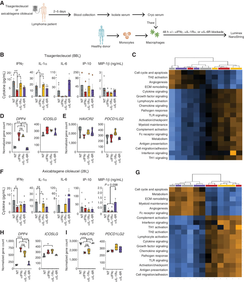 Figure 7. Blocking IFNγ reduces macrophage activation in lymphoma patients to a greater extent than current biological approaches. a, Serum from patients receiving tisagenlecleucel or axicabtagene ciloleucel CAR T-cell products was collected 2 to 5 days post–CAR treatment, added to healthy donor-derived GM-CSF–activated macrophages ± blocking antibodies to IFNγ, IL-1Rα, and IL-6R, and were assessed 48 hours later. B–F, Cultures receiving serum from tisagenlecleucel patients were assessed by Luminex (B) or NanoString (C–E). Experiments above were repeated using serum from axicabtagene ciloleucel (F–I). NanoString analysis for both groups was graphed as pathway score heat maps (C and G) and normalized gene counts (D, E, H, and I). Data are shown as mean ± SEM with P values by one-way ANOVA. *, P < 0.05; **, P < 0.01; ***, P < 0.001; ns, not significant.