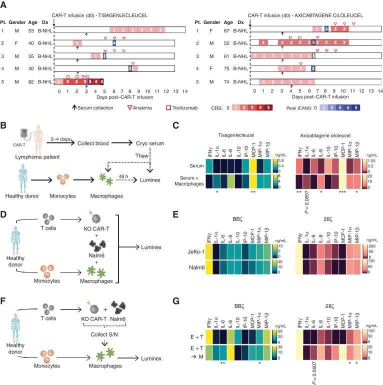 Figure 4. Establishing macrophage activation models to simulate lymphoma patient cytokine profiles. a, Swimmer plots for patients with lymphoma in this study, including dates of serum collection (black arrow), anakinra treatment (red inverted triangle), tocilizumab treatment (red square), CRS grading (red gradient), and peak ICANS days (blue gradient). B-NHL, B-cell non-Hodgkin lymphoma; Dx, diagnosis. b and C, Serum from patients receiving tisagenlecleucel or axicabtagene ciloleucel CAR T-cell products was collected 2 to 5 days post–CAR treatment and added to healthy donor–derived GM-CSF–activated macrophages; cytokines were assessed 48 hours later. Luminex data were graphed by heat map to highlight upregulated proteins in serum alone (top) and following addition to macrophages (bottom) in tisagenlecleucel and axicabtagene ciloleucel patients; n = 5 patients/CAR T-cell product. d and E, Healthy donor BBζ and 28ζ KO CAR T cells were generated and combined at a 1E:1T:0.02M ratio with donor-matched macrophages and JeKo–Nalm6 or JeKo-1 cells for 48 hours, and serum was analyzed by Luminex (n = 5). f and G, Healthy donor KO CAR T cells were generated and combined with Nalm6 at a 1:1 ratio overnight before serum was collected and added to donor-matched macrophages for 48 hours. Serum from the E:T cultures (top) and E:T:M (bottom) was collected, analyzed by Luminex, and graphed by BBζ (left) or 28ζ (right), n = 5. S/N, supernatant. Data are shown as heat maps depicting mean values with P values by unpaired t tests. *, P < 0.05; **, P < 0.01; ***, P < 0.001.