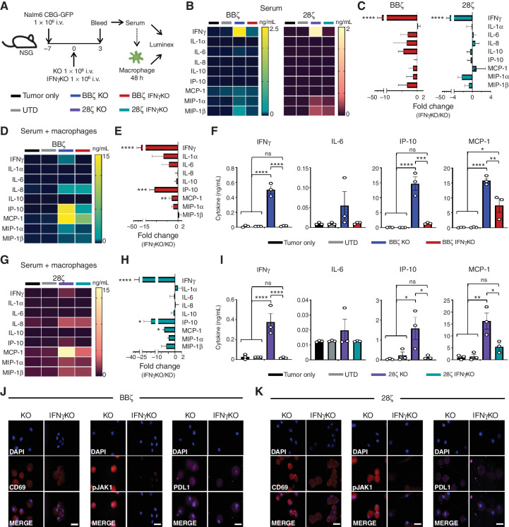 Figure 6. Serum from tumor-bearing mice treated with IFNγKO CAR T cells yield reduced macrophage responses in vitro. NSG mice were intravenously injected with Nalm6 tumor cells and left untreated (tumor only) or given UTD or KO/IFNγKO CAR T cells. Three days post–CAR injection, serum was collected and used directly for Luminex assessment or added to donor-matched macrophages. Forty-eight hours later, supernatant was collected and assayed for cytokine expression. a, Schematic of experimental layout. b and C, Serum from BBζ and 28ζ CAR–treated mice collected directly from mice was assayed by Luminex and graphed by mean values (B) and fold-change expression (C). D–I, Serum from mice was added to macrophages for 24 hours prior to collection and Luminex assessment for BBζ (D–F) and 28ζ (G–I) groups. Data are shown as mean value (D and G), fold-change expression (E and H), and cytokine level (F and I). j and K, Following supernatant collection, macrophages were stained for CD69, pJAK1, and PD-L1 expression for both BBζ (J) and 28ζ (K) subsets (magnification 63×). Scale bars, 10 μm. Experiments were performed in 3–5 mice/group and repeated with 4 healthy donors. Data in C, E, and H are shown as mean ± SEM with P values by unpaired t tests. Data in F and I are shown as mean ± SEM with P values by one-way ANOVA. *, P < 0.05; **, P < 0.01; ***, P < 0.001; ****, P < 0.0001; ns, not significant.