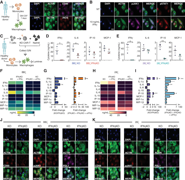 Figure 5. IFNγKO CAR T cells reduce macrophage activation in a contact-independent manner. a, Monocytes were isolated from healthy donors and expanded to generate GM-CSF–activated macrophages prior to immunofluorescence staining; representative of n = 2 (magnification 63×). Scale bars, 10 μm. b, GM-CSF–activated macrophages were generated in healthy donors and left untreated (NT; top) or given 10 ng/mL recombinant human IFNγ (bottom) for 4 hours prior to staining for pJAK1 and pSTAT1 by fluorescent microscopy; representative of n = 2 (magnification 63×). Scale bars, 10 μm. C–E, KO/IFNγKO CAR T cells were generated from healthy donors and combined with Nalm6 cells for 24 hours prior to supernatant (S/N) collection and addition to donor-matched GM-CSF–activated macrophages (C). Forty hours later, supernatant was collected from macrophages, and function was assessed by Luminex for BBζ (D) and 28ζ (E); n = 3. f and G, Using the protocol from C, supernatant from BBζ cultures was added to macrophages and left untreated, or IFNγKO CAR T cells were given 10 ng/mL recombinant human IFNγ and KO CAR T-cell supernatant was supplemented with 20 μg/mL αIFNγ-blocking antibody. Cytokines were assessed by Luminex and graphed as a heat map of mean expression (F) and fold change (G; n = 5). h and I, Using the protocol from C, supernatant from 28ζ cultures was added to macrophages and left untreated or IFNγKO CAR T cells were given 10 ng/mL recombinant human IFNγ and KO CAR T-cell supernatant was supplemented with 20 μg/mL αIFNγ-blocking antibody. Cytokines were assessed by Luminex and graphed as a heat map of mean expression (H) and fold change (I; n = 5). Macrophages from cultures in D and E were fixed and stained for CD69, pJAK1, and PD-L1 for both BBζ (J) and 28ζ (K); representative of n = 2 (magnification 63×). Scale bars, 10 μm. Data are shown as mean ± SEM with P values by unpaired t tests. *, P < 0.05; **, P < 0.01.