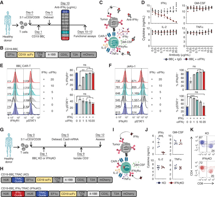 Figure 1. IFNγ can be pharmacologically and genetically blocked in CAR T cells. A–C, CAR T cells were generated from healthy donors, and IFNγ signaling was disrupted using αIFNγ-blocking antibodies. scFV, single-chain variable fragment. TM, transmembrane domain. d, BBζ CAR T cells were activated with phorbol 12-myristate 13-acetate (PMA)/ionomycin in the presence of αIFNγ antibody or IgG control and assessed by ELISA; n = 5. e and F, IFNγR1 and pSTAT1 expression in CAR T (E) and JeKo-1 (F) lymphoma cells treated with (+) or without (−) 10 ng/mL IFNγ ± αIFNγ-blocking antibody (μg/mL) as shown by mean fluorescence intensity (left) and percentage of positive cells (right); n = 3. G–I, BBζ CAR T cells genetically lacking TRAC (KO) or TRAC and IFNγ (IFNγKO) were generated from healthy donors. j, KO and IFNγKO CAR T cells were activated with PMA/ionomycin and assessed by ELISA; n = 5. k, CD4 and CD8 populations were determined by flow cytometry (representative of n = 5). Data are shown as mean ± SEM with P values by unpaired t tests (D and J) or one-way ANOVA (E and F). *, P < 0.05; **, P < 0.01; ***, P < 0.001; ****, P < 0.0001; ns, not significant.