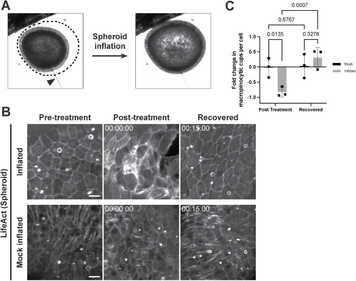 FIGURE 3: