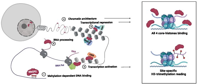 Graphical Abstract