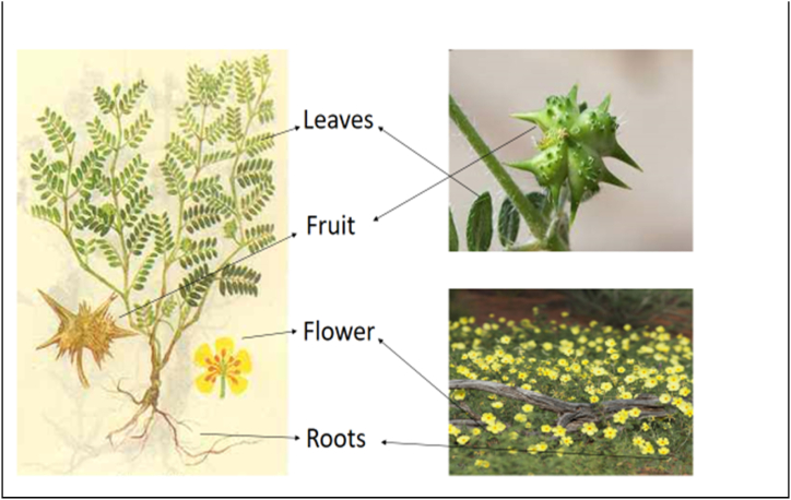 Fig. 1
