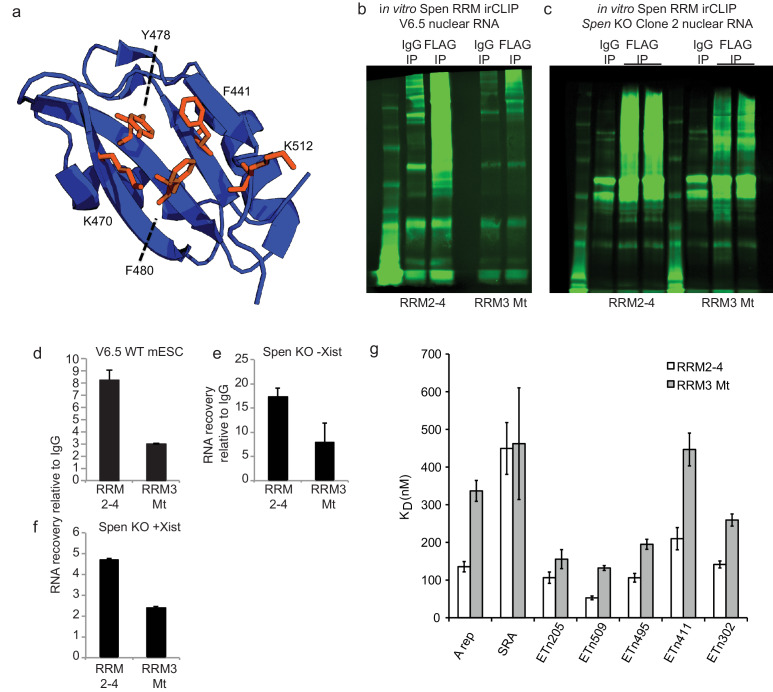 Figure 4—figure supplement 2.