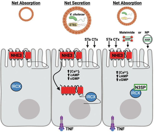 graphic file with name nihms-2011635-f0001.jpg