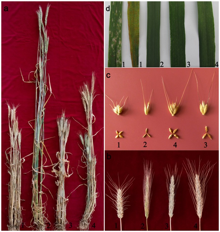 Fig 2