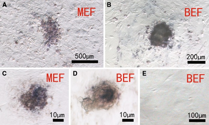 Fig. 2