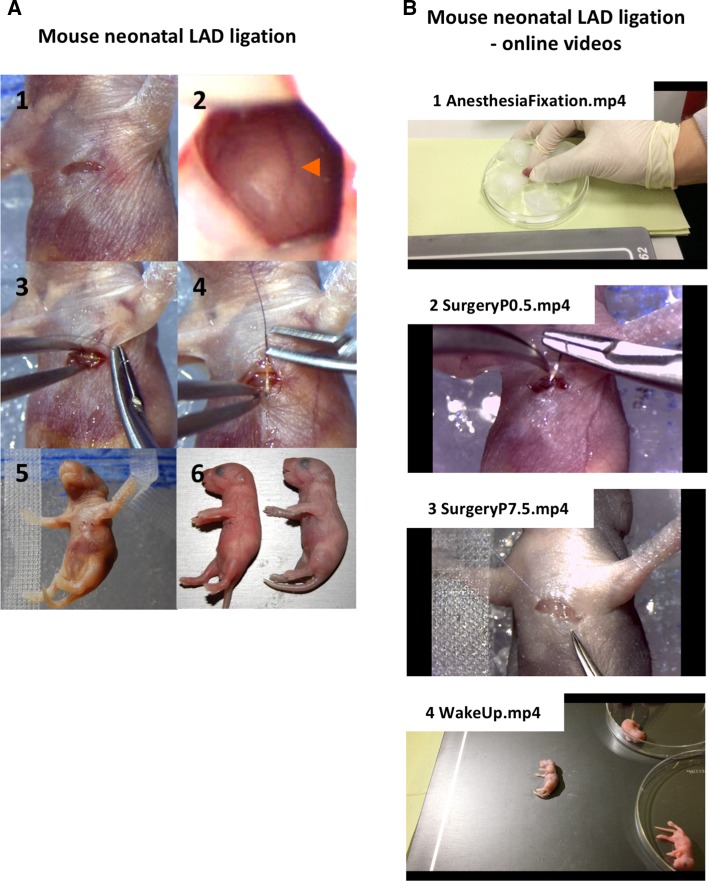 Fig. 1