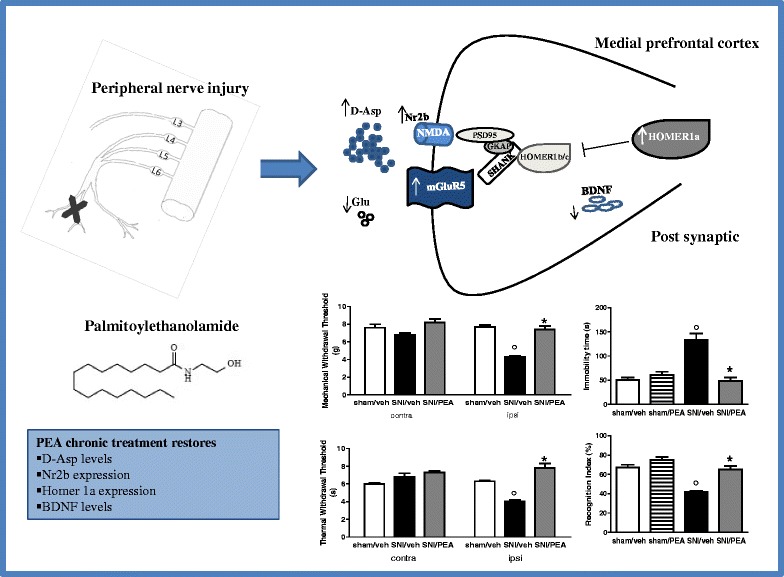 Graphical Abstract