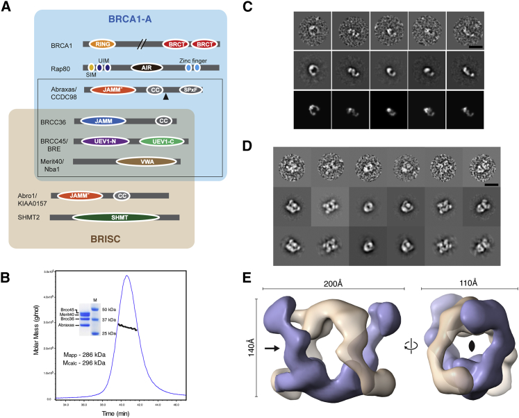 Figure 1