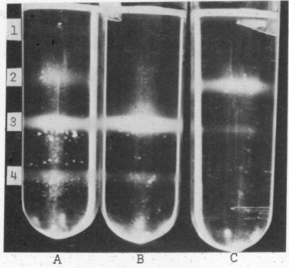 graphic file with name pnas00053-0275-a.jpg