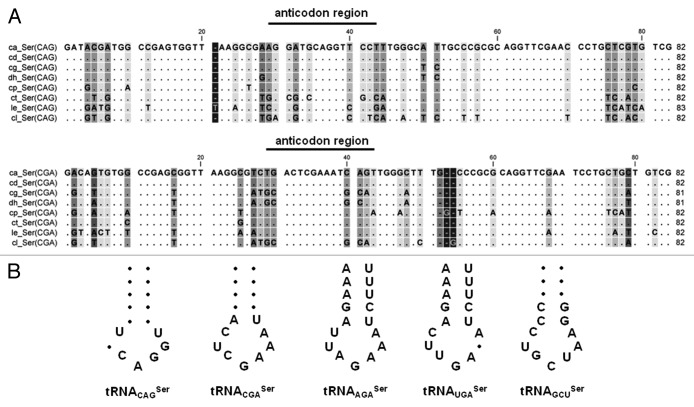 graphic file with name rna-10-968-g2.jpg