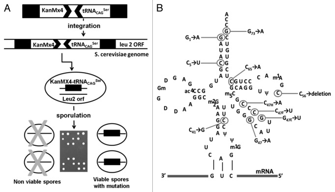 graphic file with name rna-10-968-g5.jpg