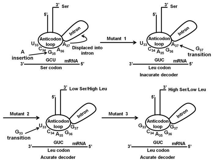 graphic file with name rna-10-968-g3.jpg