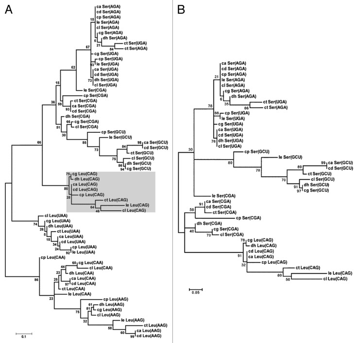 graphic file with name rna-10-968-g1.jpg