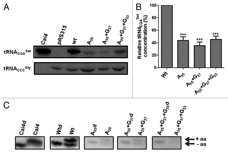 graphic file with name rna-10-968-g6.jpg