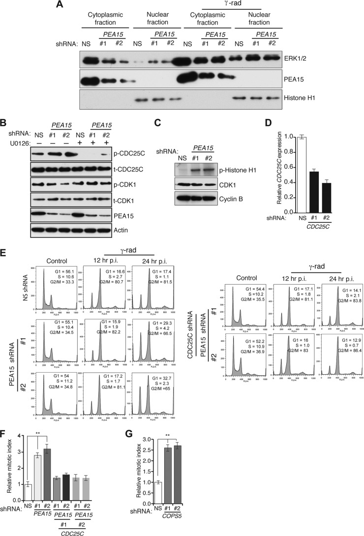 FIG 6