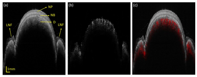 Fig. 8