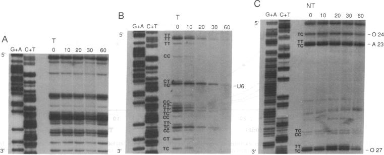 graphic file with name pnas01096-0481-a.jpg