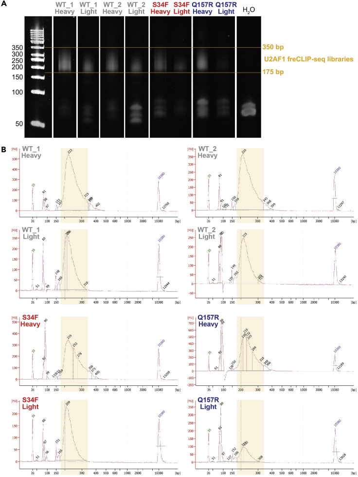 Figure 2